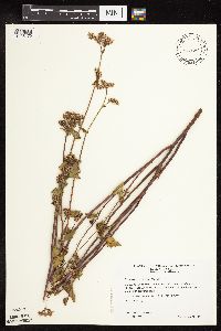 Fagopyrum esculentum image