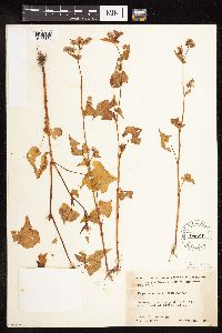 Fagopyrum esculentum image