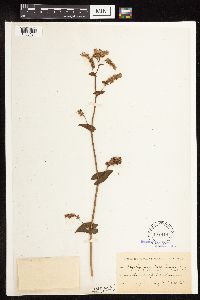 Fagopyrum esculentum image