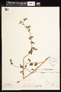 Fagopyrum esculentum image