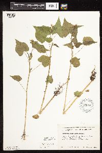 Fagopyrum esculentum image