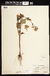 Fagopyrum esculentum image