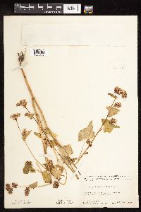 Fagopyrum esculentum image