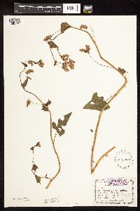Fagopyrum esculentum image