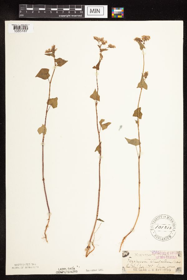 Fagopyrum esculentum image