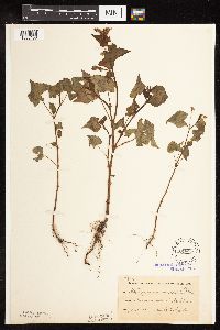 Fagopyrum esculentum image