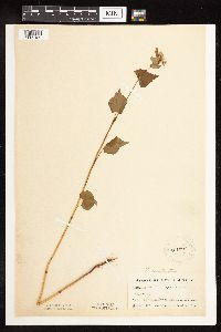 Fagopyrum esculentum image