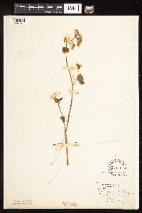 Fagopyrum esculentum image