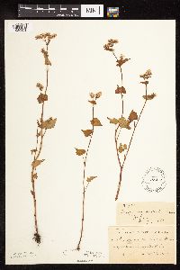 Fagopyrum esculentum image