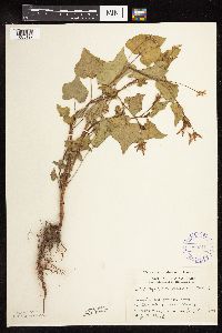 Fagopyrum esculentum image