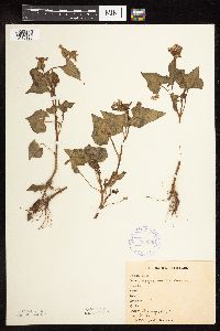 Fagopyrum esculentum image