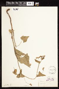 Fagopyrum esculentum image