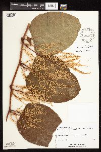 Image Associated With the Occurrence