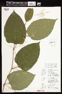Fallopia japonica image
