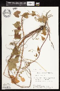 Fallopia cilinodis image