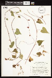 Fallopia cilinodis image