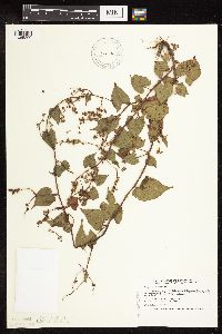 Fallopia cilinodis image