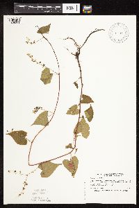 Fallopia cilinodis image