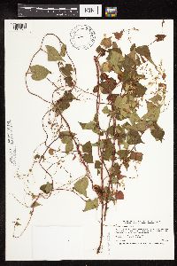 Fallopia cilinodis image