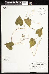 Fallopia cilinodis image