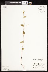 Fallopia cilinodis image