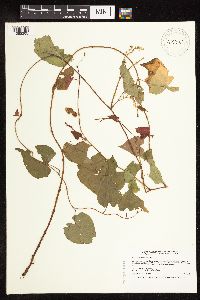 Fallopia cilinodis image