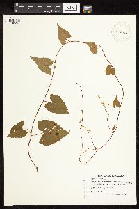 Fallopia cilinodis image