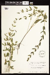 Scutellaria galericulata image