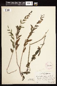 Scutellaria galericulata image