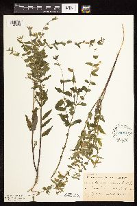 Scutellaria galericulata image