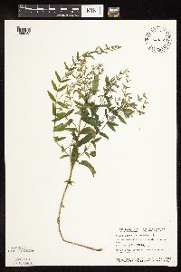 Scutellaria galericulata image
