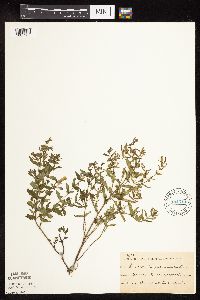 Scutellaria galericulata image