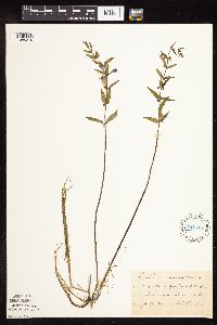 Scutellaria galericulata image