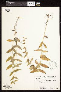 Scutellaria galericulata image