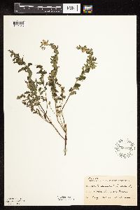 Scutellaria galericulata image