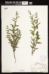 Scutellaria galericulata image