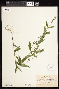 Scutellaria galericulata image
