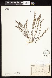 Scutellaria leonardii image