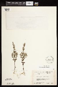 Scutellaria leonardii image