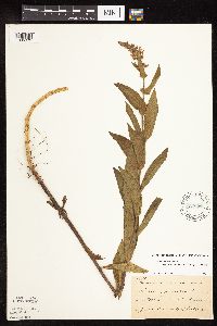 Stachys pilosa var. arenicola image