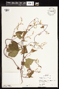 Fallopia cilinodis image