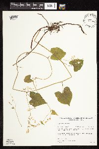 Fallopia cilinodis image
