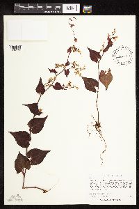 Fallopia cilinodis image