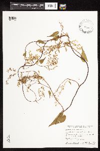 Fallopia cilinodis image