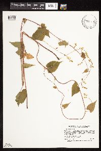Fallopia cilinodis image