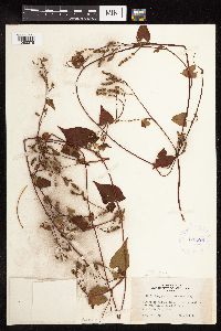 Fallopia cilinodis image