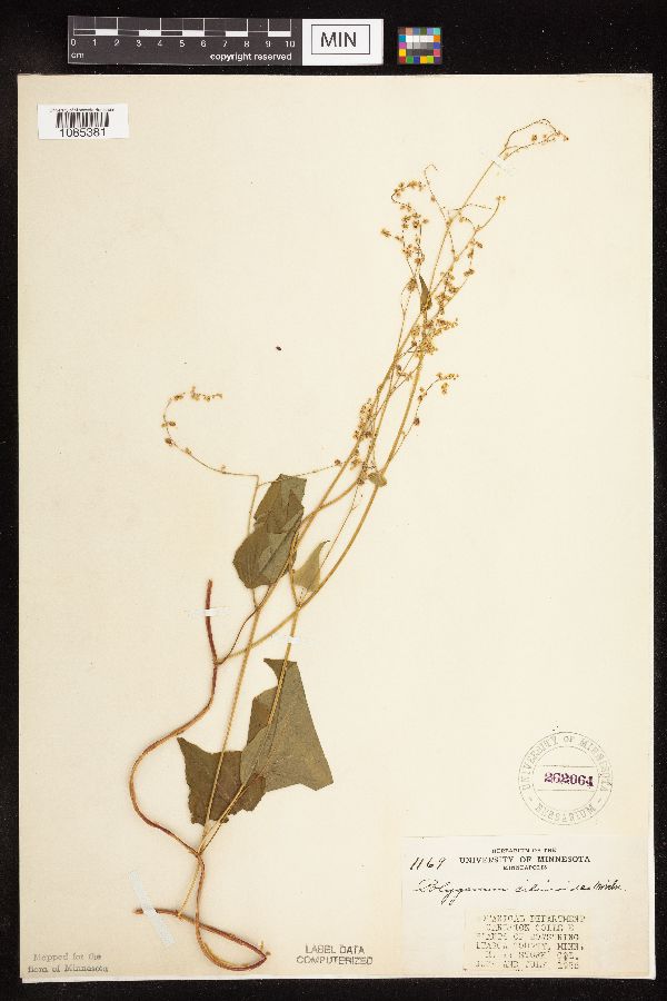 Fallopia cilinodis image