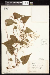 Fallopia cilinodis image