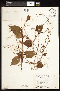Fallopia cilinodis image