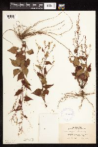 Fallopia cilinodis image